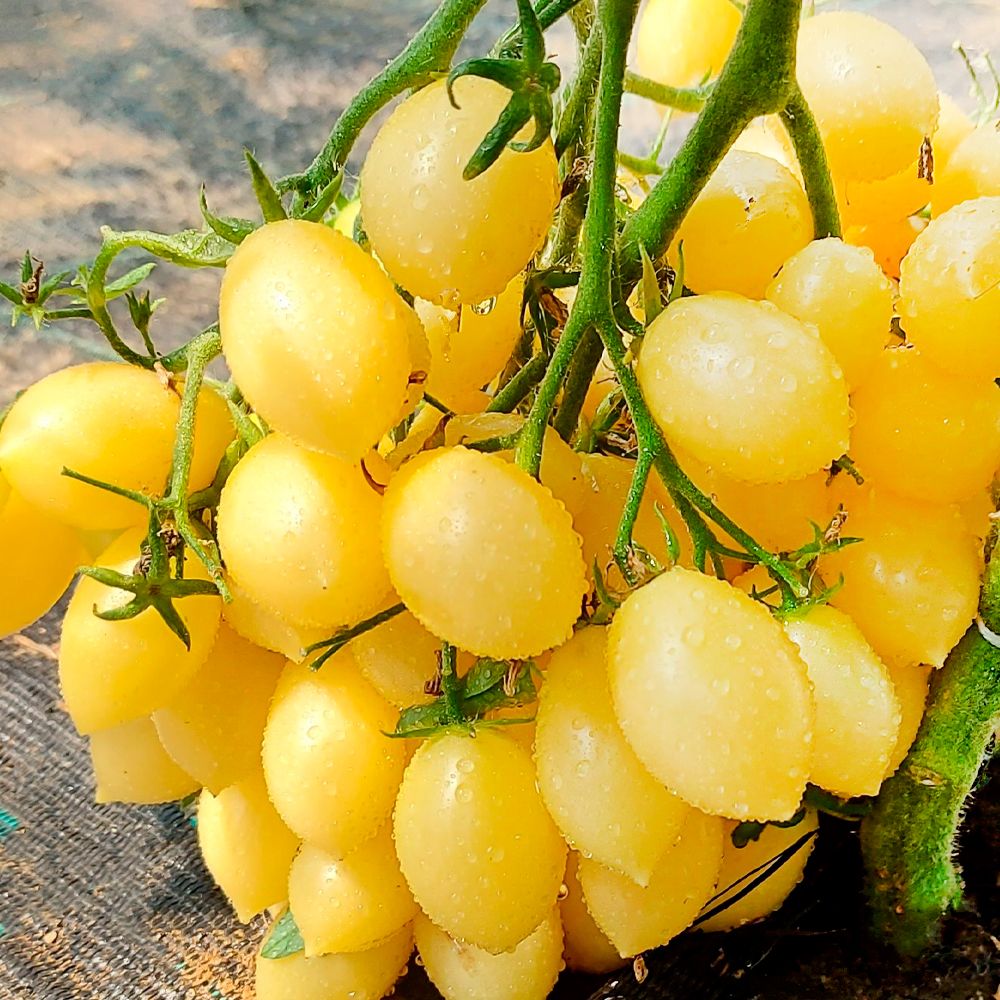 Томат Сумасшедшие вишни барри